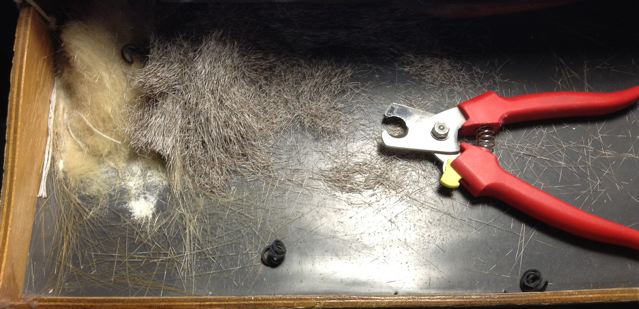 precious leftovers...