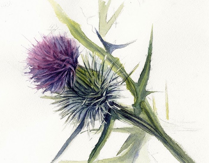 purple thistle